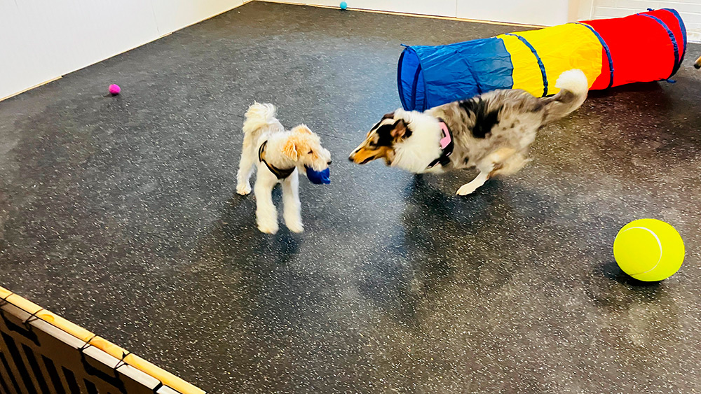 About Holly Hills Pet Hotel